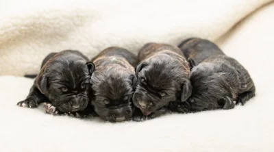 Cane Corso- štěňátka s PP