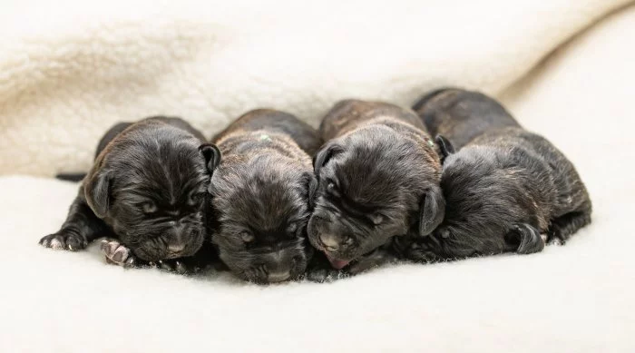 Cane Corso- štěňátka s PP