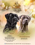 Cane Corso- štěňátka s PP