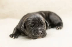 Cane Corso- štěňátka s PP