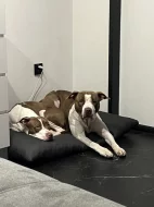 Americký pitbulteriér