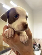 Americký pitbulteriér