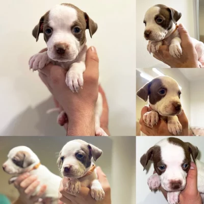 Americký pitbulteriér