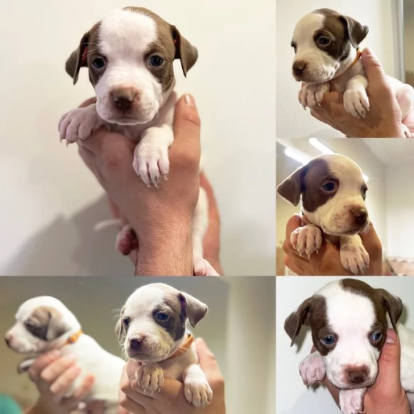 Americký pitbulteriér