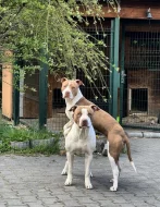 Americký pitbulteriér