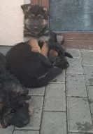 Štěnata Německý ovčák