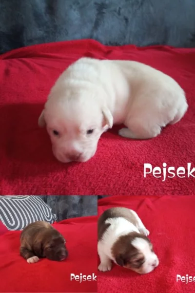Prodám štěňátka plemene VesTaj