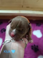 American Bully standard