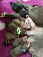 American Bully standard