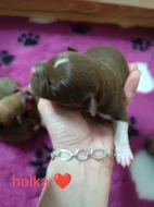 American Bully standard