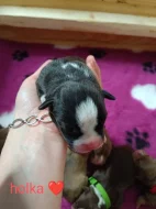 American Bully standard
