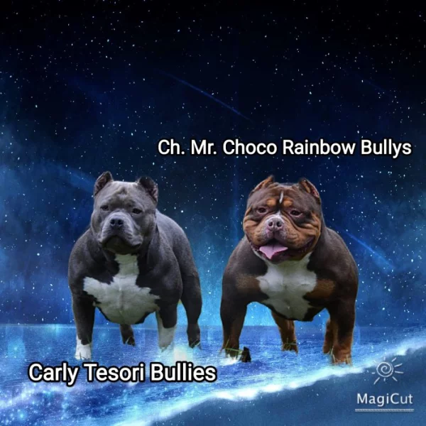 American Bully standard