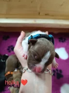 American Bully standard