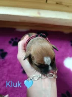 American Bully standard