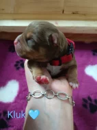 American Bully standard