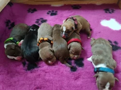 American Bully standard