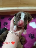 American Bully standard