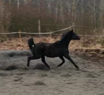 Luxusní hobby/rekreační 12letá klisna