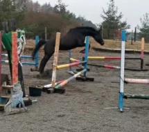 Luxusní hobby/rekreační 12letá klisna