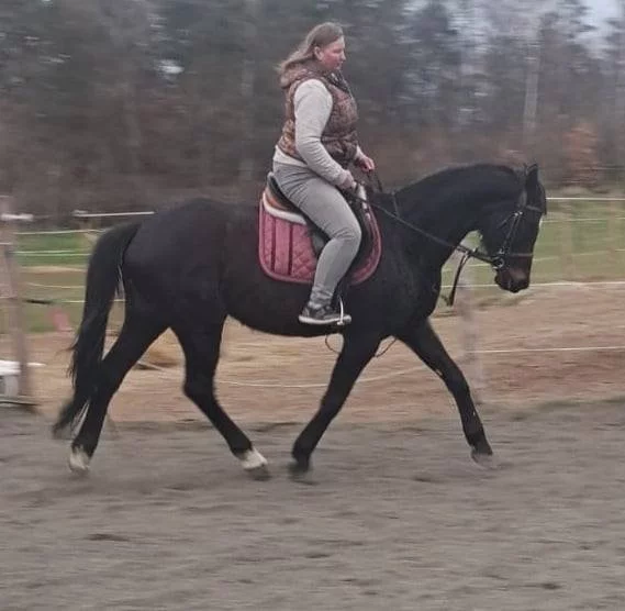 Luxusní hobby/rekreační 12letá klisna