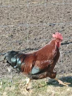Krásní statní kohouti