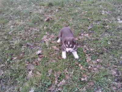 Sibiřský husky