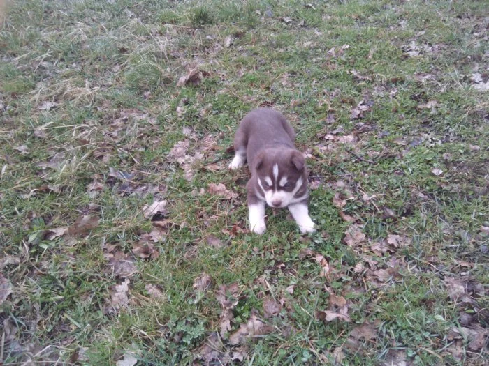 Sibiřský husky