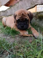 Bullmastif, Bullmastiff, Bulmastif