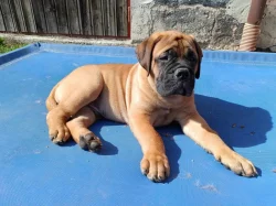 Bullmastif, Bullmastiff, Bulmastif
