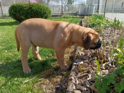 Bullmastif, Bullmastiff, Bulmastif