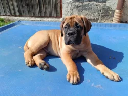 Bullmastif, Bullmastiff, Bulmastif