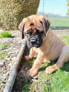 Bullmastif, Bullmastiff, Bulmastif