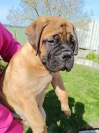 Bullmastif, Bullmastiff, Bulmastif
