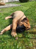 Bullmastif, Bullmastiff, Bulmastif