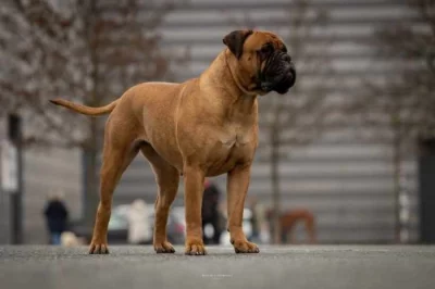 Bullmastif, Bullmastiff, Bulmastif
