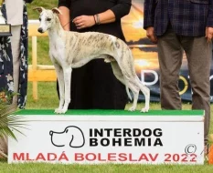 Zadám štěňata plemene Vipet s PP
