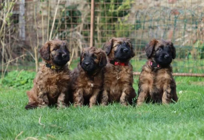 BRIARD - plavá štěňátka