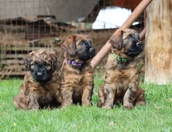 BRIARD - plavá štěňátka