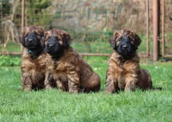 BRIARD - plavá štěňátka