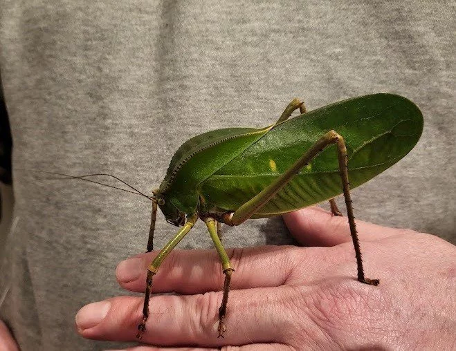 Prodám obří kobylky Siliquofera grandis