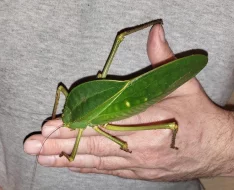 Prodám obří kobylky Siliquofera grandis