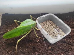 Prodám obří kobylky Siliquofera grandis