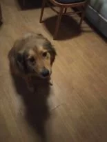 Daruji psa - Střední velikost Malinois/Labrador