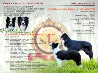 Border kolie s PP