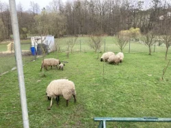 Ovce,beran na prodej