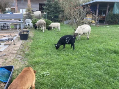 Ovce,beran na prodej