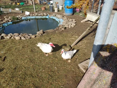 Pár pižmových kachen