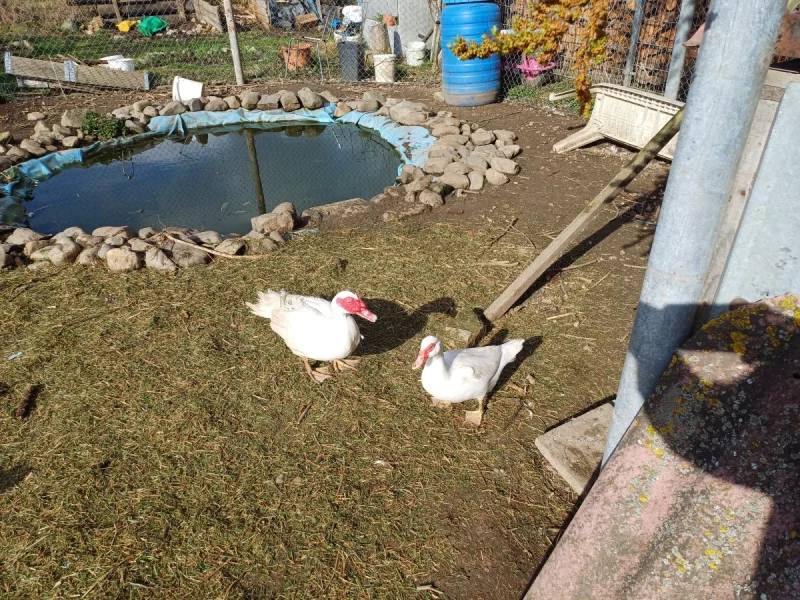 Pár pižmových kachen