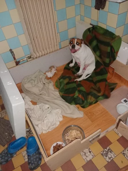 Prodam porodní bednu pro štěňátka