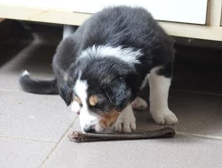 Border collie